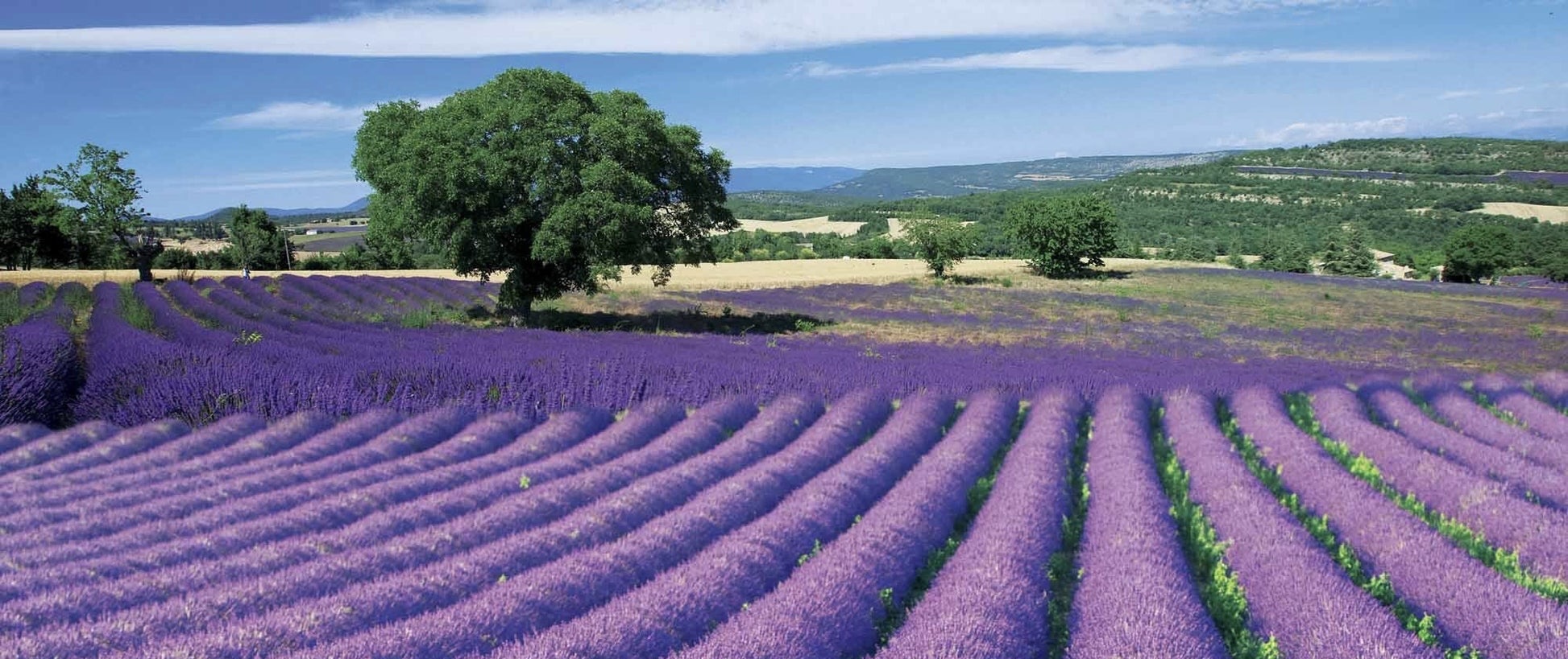 Provençal lavender field